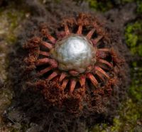 Drosera pycnoblasta dormantní pupen